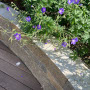 Das violette Geranium hat sich bereits die Mauer aus Muschelkalk erobert. Für ein stimmungsvolle Atmosphäre sind Uplights in die Holzterrasse integriert worden. Das Licht bringt die Oberfläche der Natursteinmauer schön zur Geltung