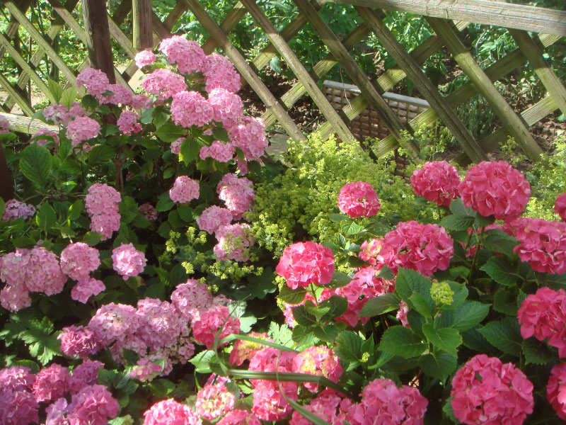 Ein wundervolles Blütenmeer aus Hortensien und Frauenmantel: ein tolles Beispiel für eine gute Pflanzenauswahl auf den halbschattigen Plätzen im Garten.