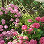 Ein wundervolles Blütenmeer aus Hortensien und Frauenmantel: ein tolles Beispiel für eine gute Pflanzenauswahl auf den halbschattigen Plätzen im Garten.